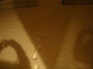 DSC00204