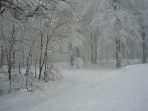 DSC00229