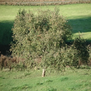 DSC00630