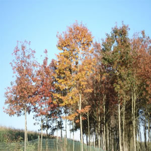 DSC00636