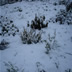 DSC00222