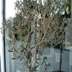 Olive tree