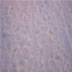 DSC00250