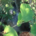 DSC00631